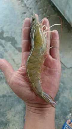 包技術(shù)包回收 連云港匯澤水產(chǎn)特級(jí)南美白對(duì)蝦苗 利潤(rùn)高 全國(guó)送貨上門 成活率高 工廠化養(yǎng)殖