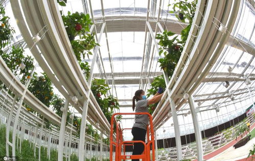 江蘇連云港 智能蔬菜工廠 管護(hù)忙