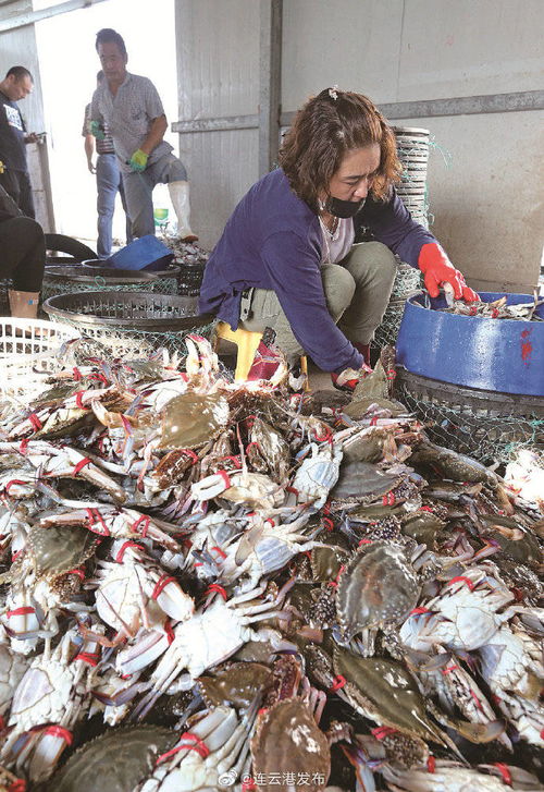 連云港海產(chǎn)品上市